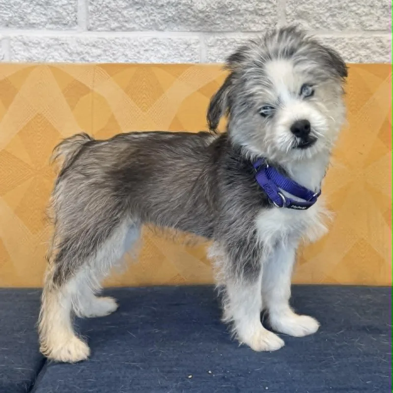 A baby medium-sized female Husky dog named Shayla for adoption in Danbury, CT