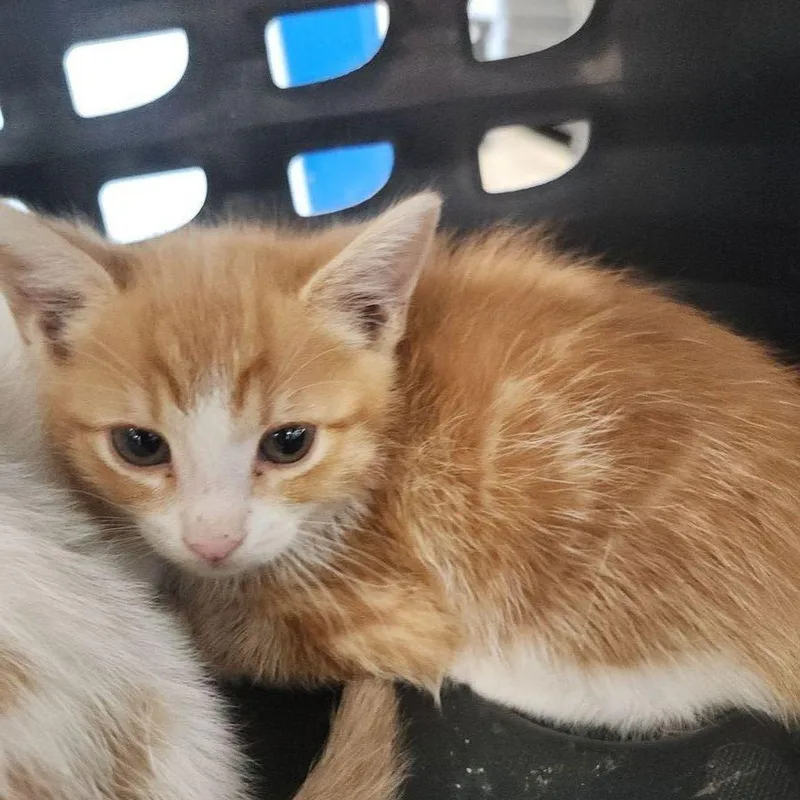 A young medium-sized male Orange / Red Domestic Short Hair cat named Milo for adoption in Kingman, AZ