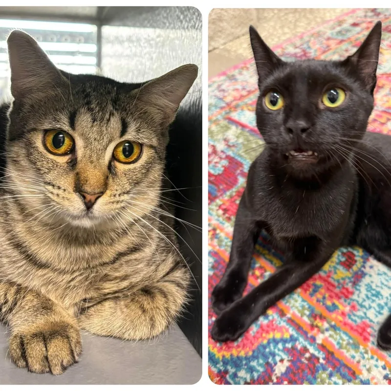 A baby medium-sized male Tabby (Brown / Chocolate) Domestic Short Hair cat named Acorn & Pinecone for adoption in Palm Harbor, FL