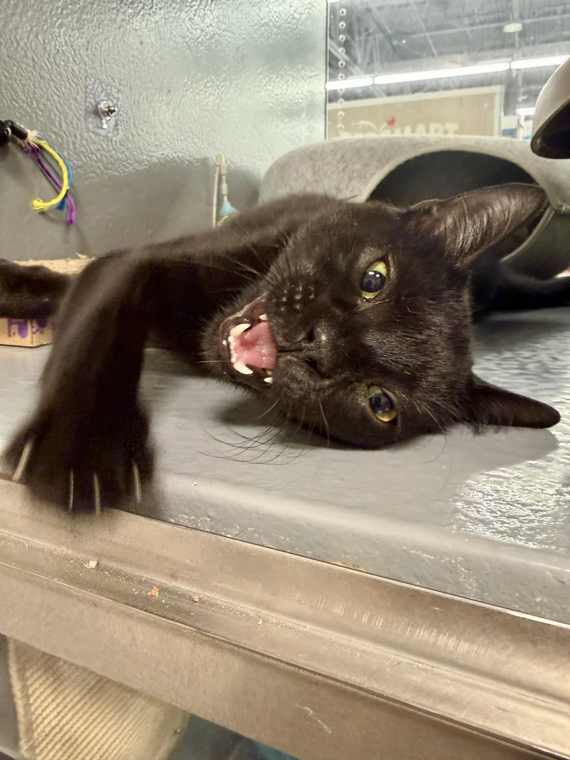 Acorn & Pinecone thumbnail 2