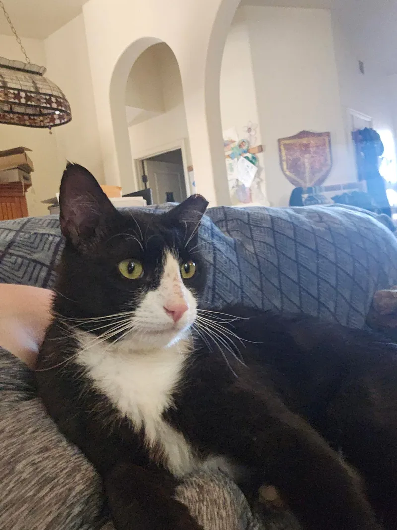 An adult medium-sized male Black & White / Tuxedo Domestic Short Hair cat named Meowsters for adoption in Sierra Vista, AZ