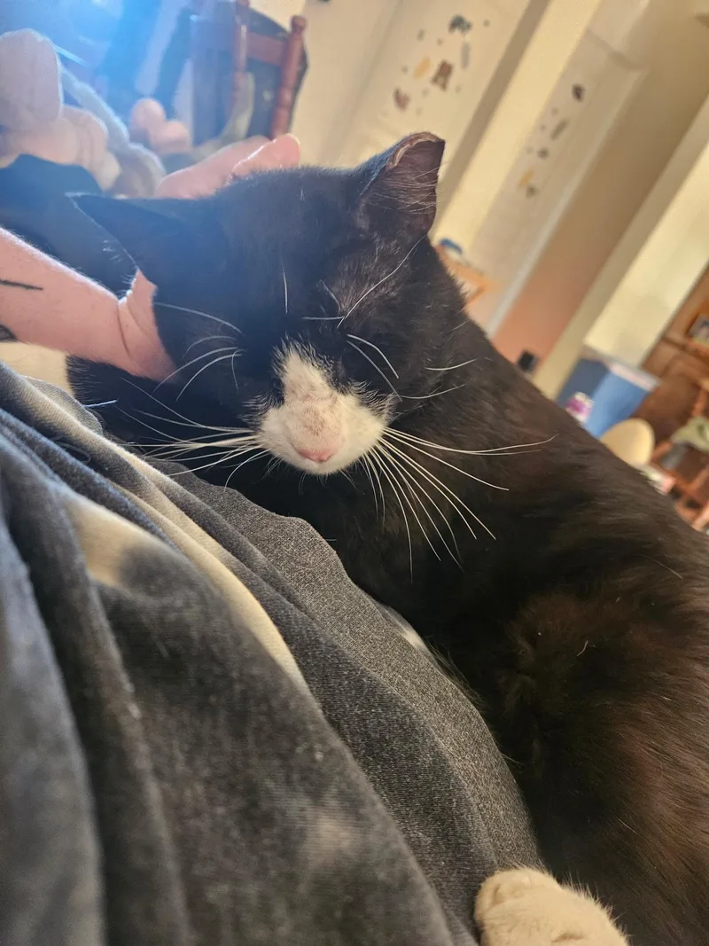 Meowsters thumbnail 3