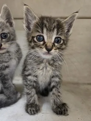 A baby small-sized female Domestic Short Hair cat named Della for adoption in Westland, MI