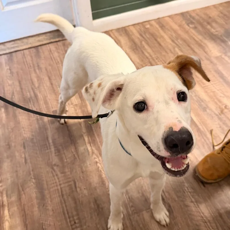 A young medium-sized male White / Cream Mixed Breed dog named Arnold for adoption in Evensville, TN