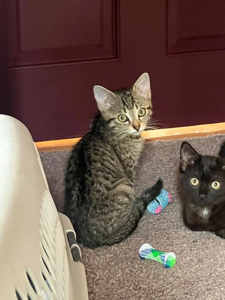 A baby medium-sized female Domestic Short Hair cat named Stella for adoption in Johnson City, TN