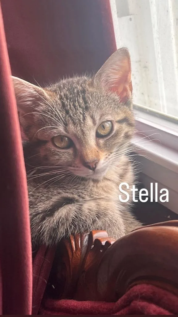 Stella thumbnail 3