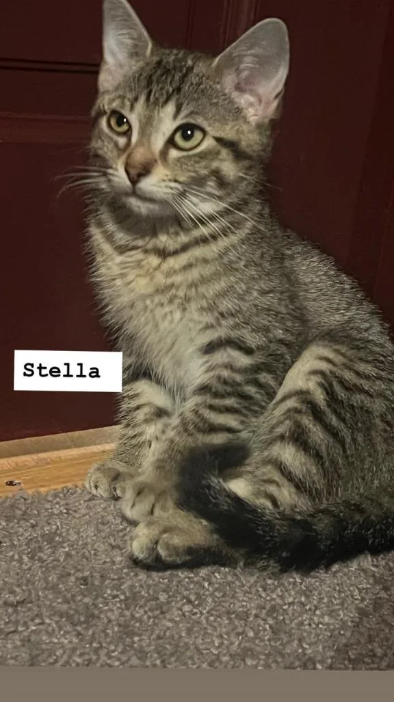 Stella thumbnail 4