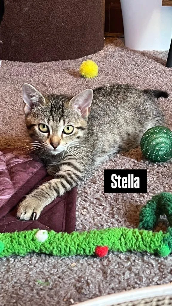 Stella thumbnail 5