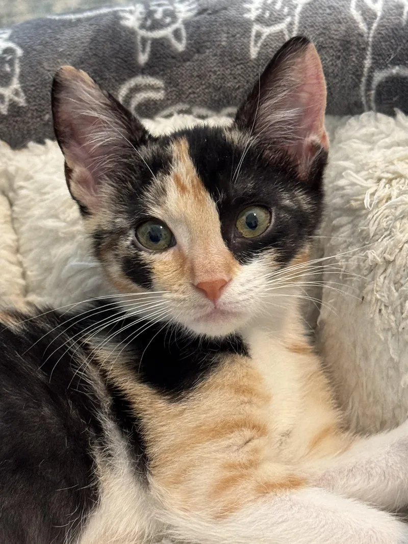 A baby medium-sized female Domestic Short Hair cat named Daisy for adoption in Collierville, TN