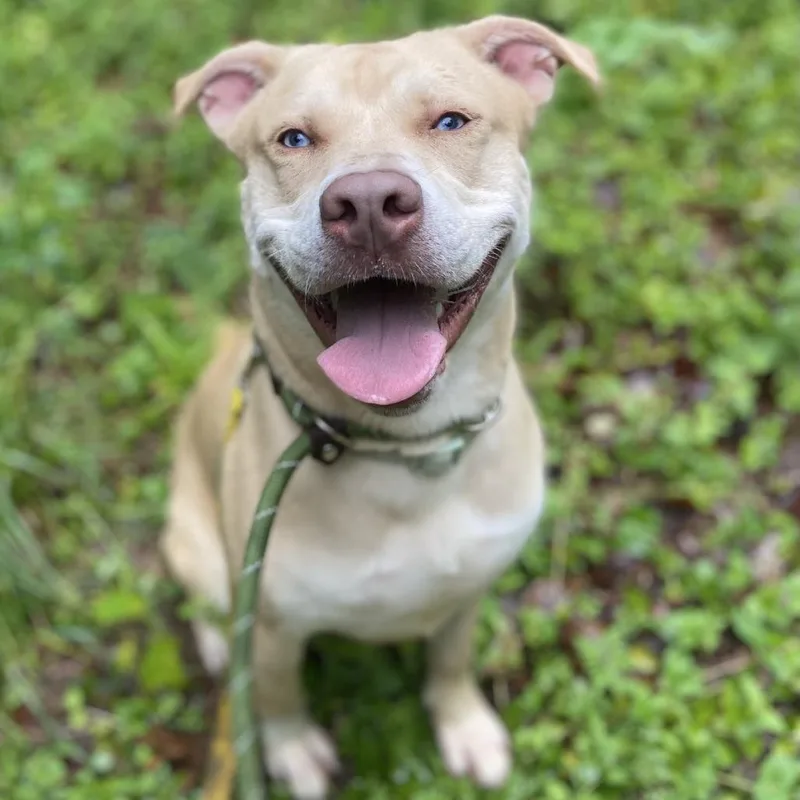 An adult medium-sized male Yellow / Tan / Blond / Fawn Labrador Retriever dog named Pinocchio for adoption in Greensboro, NC