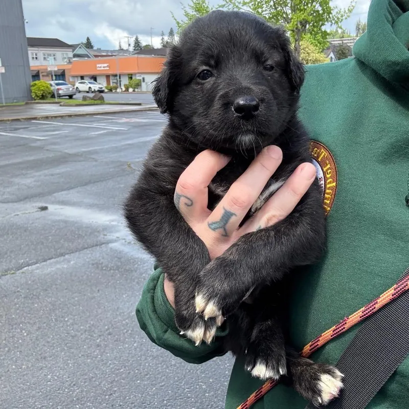 A baby small-sized female Black Border Collie dog named Dottie for adoption in Oakville, WA