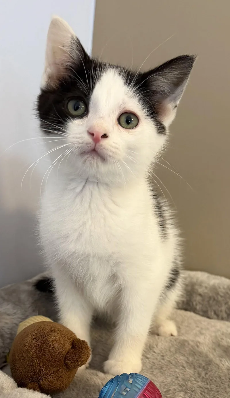 A young medium-sized male Black & White / Tuxedo Domestic Short Hair cat named Baklava for adoption in Elkins, WV