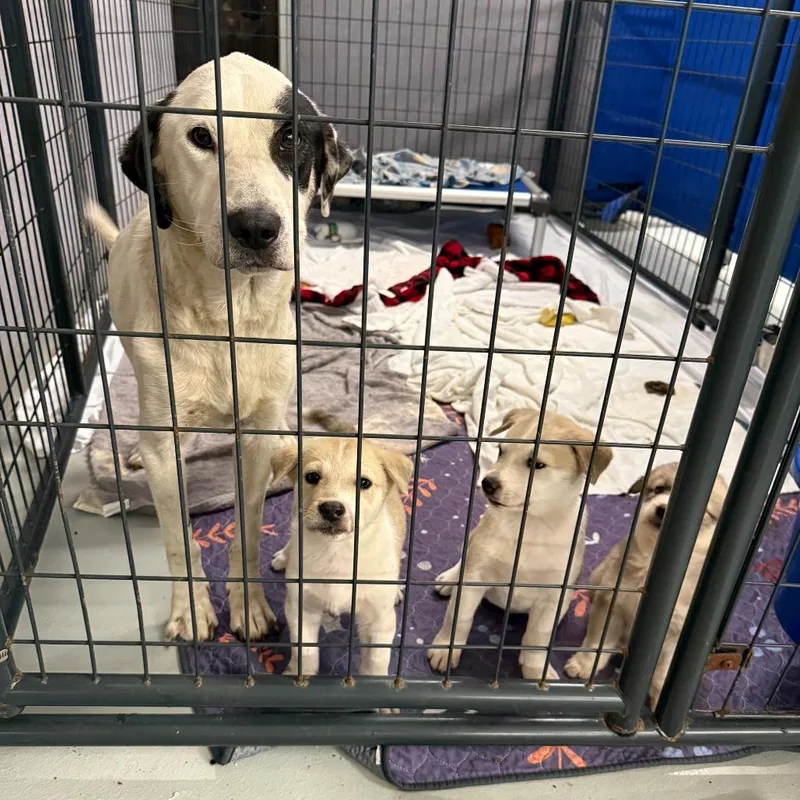 An adult medium-sized female White / Cream Mixed Breed dog named Jambalaya for adoption in DeKalb, IL