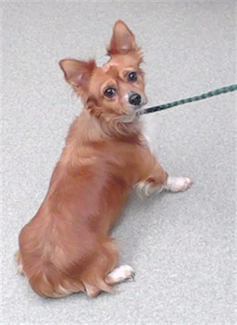 An adult small-sized male Chihuahua dog named Chip for adoption in Omaha, NE