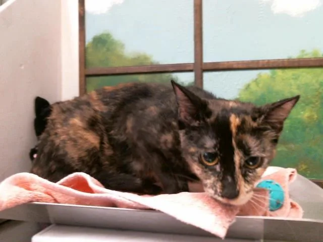 A young medium-sized female Domestic Short Hair cat named Moon for adoption in Houston, TX