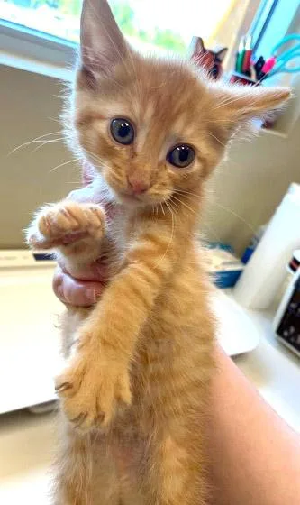 An adult small-sized female Domestic Short Hair cat named Tia for adoption in Fishers, IN