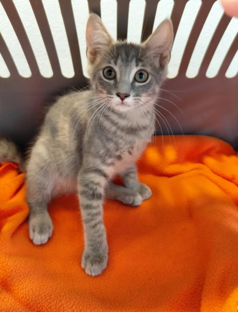 A young small-sized male American Bobtail cat named Yoda for adoption in St. Cloud, FL