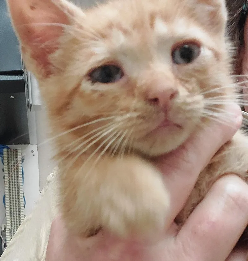 A baby medium-sized male Domestic Short Hair cat named Shilo for adoption in Mocksville, NC