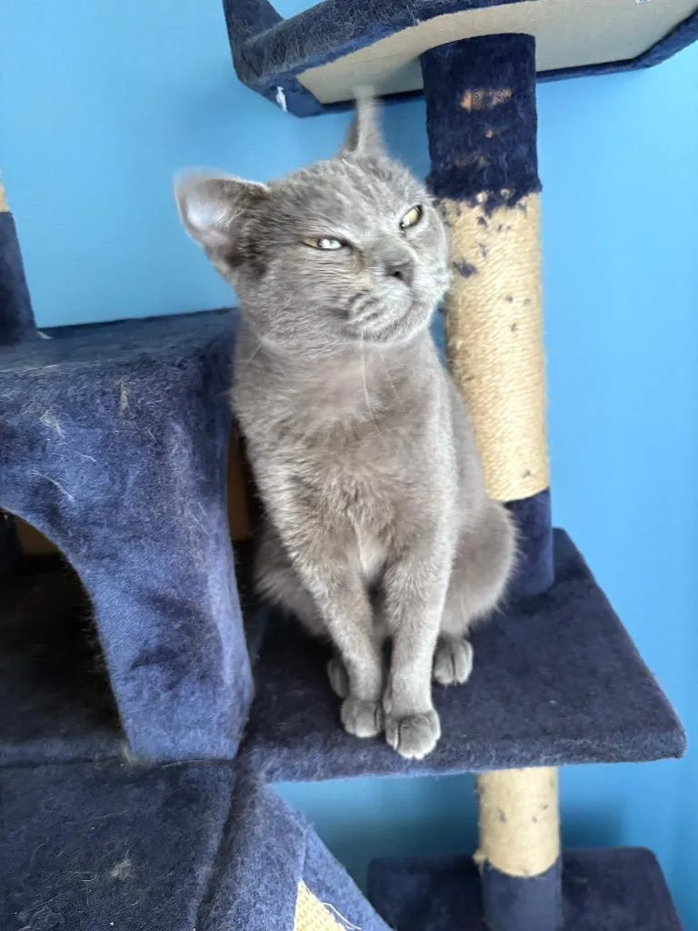 A young medium-sized female Domestic Short Hair cat named Brooke for adoption in Ballwin, MO