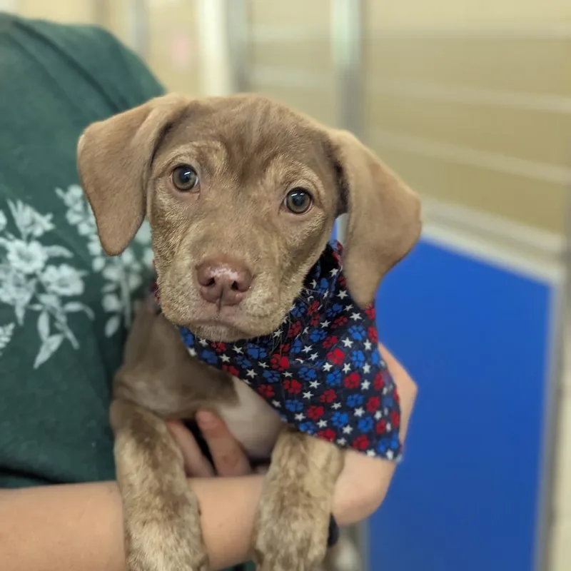 A baby medium-sized female Brown / Chocolate Mixed Breed dog named Tiny for adoption in Hendersonville, NC
