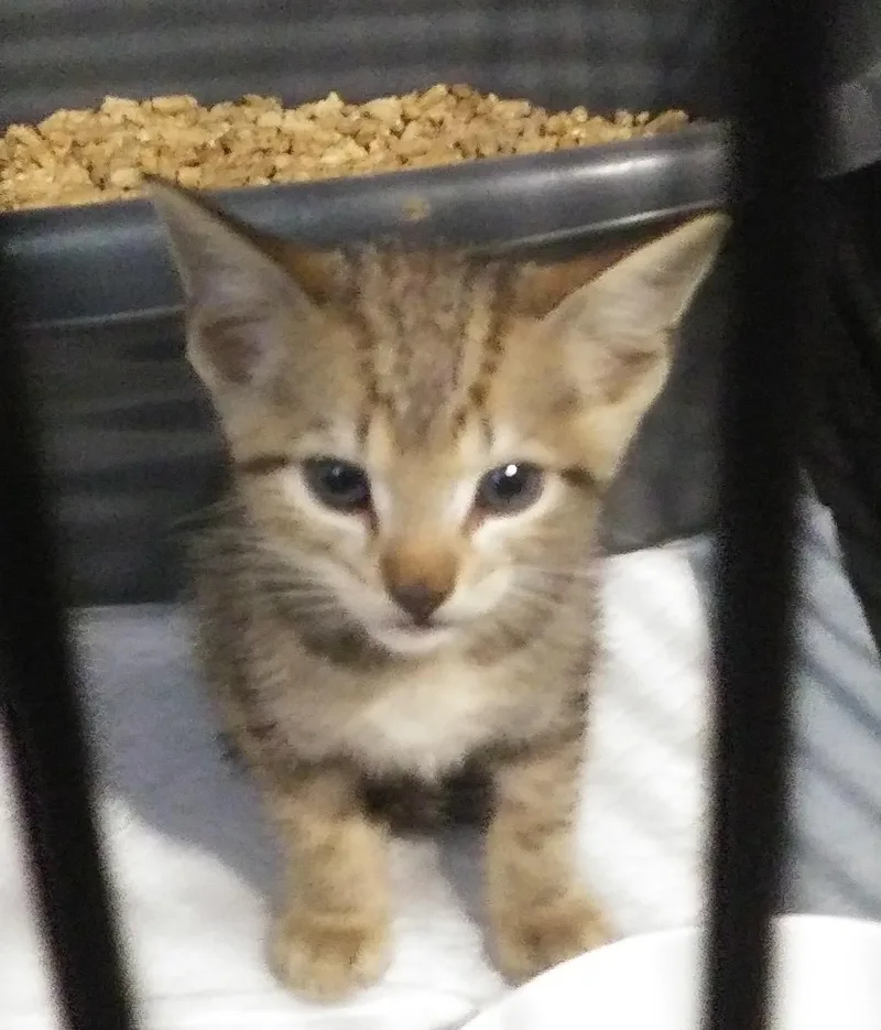 A baby medium-sized male Tabby (Buff / Tan / Fawn) Domestic Short Hair cat named Legend for adoption in Port Wentworth, GA