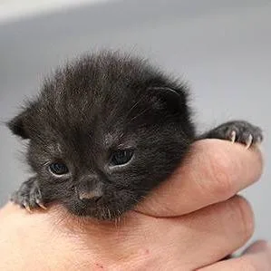 A baby small-sized female Black Domestic Short Hair cat named Rumer  Inky F for adoption in Defiance, OH