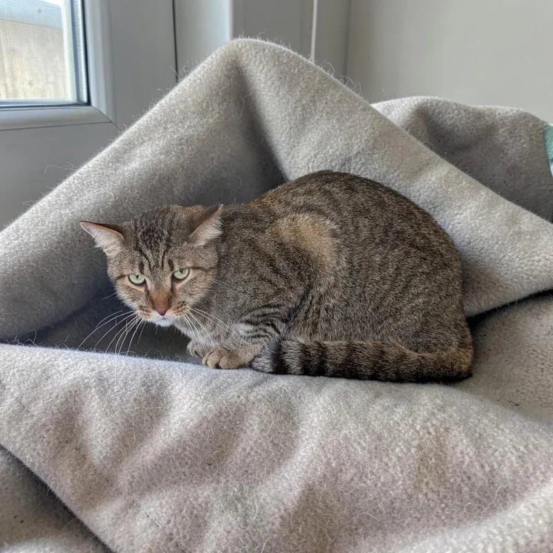 An adult large-sized male Tabby cat named Kaz for adoption in Chuckey, TN
