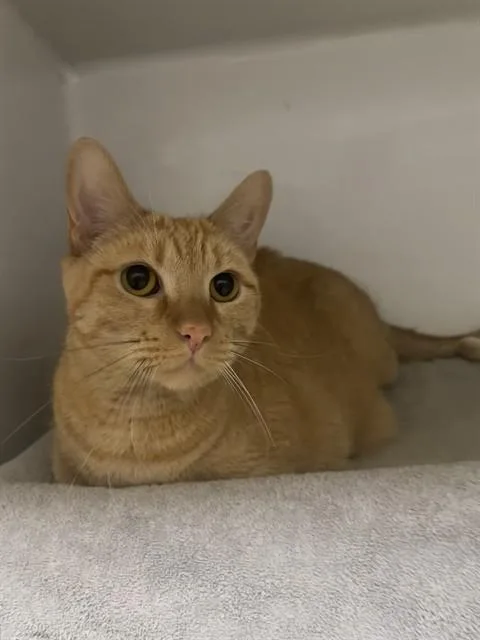 An adult medium-sized male Domestic Short Hair cat named Charlie for adoption in Boston, MA