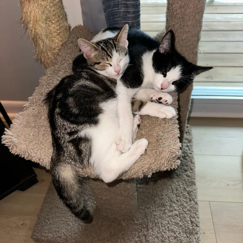 A baby medium-sized male Black & White / Tuxedo Domestic Short Hair cat named Hamilton for adoption in York, PA