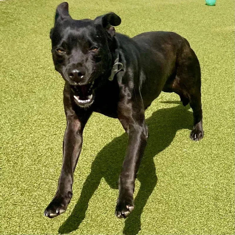 An adult medium-sized female Black Mixed Breed dog named Mae for adoption in Greensboro, NC