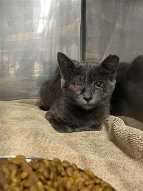 A baby small-sized female Gray / Blue / Silver Domestic Short Hair cat named Cinder for adoption in Woodland, CA