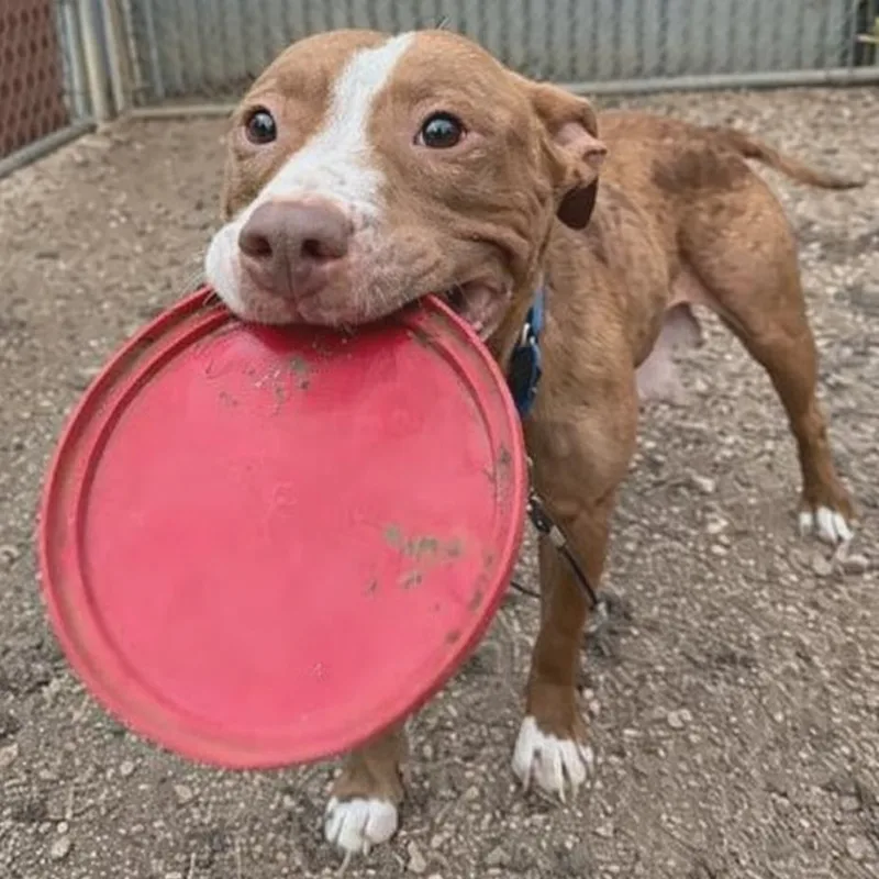 Nilla Wafer thumbnail 2