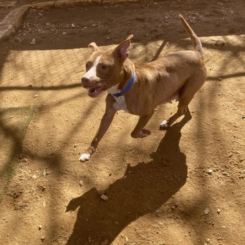 Nilla Wafer thumbnail 3