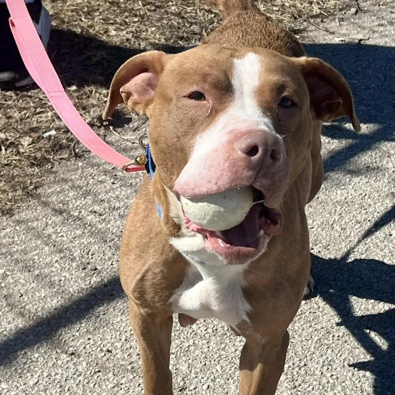 Nilla Wafer thumbnail 4