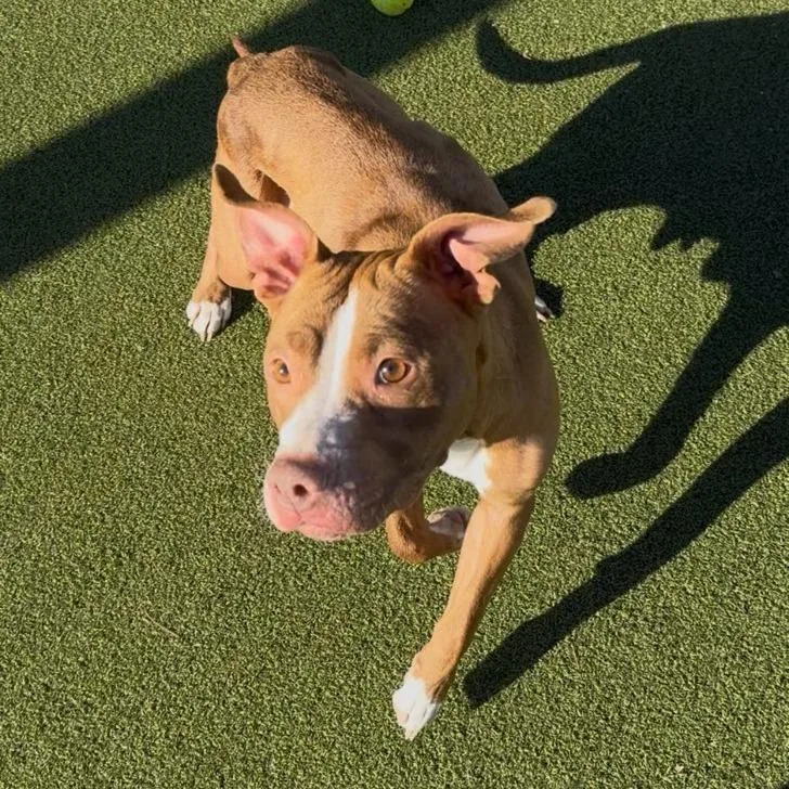 Nilla Wafer thumbnail 5