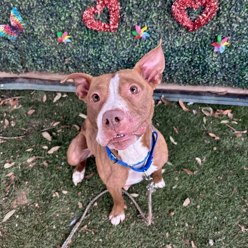 Nilla Wafer thumbnail 6