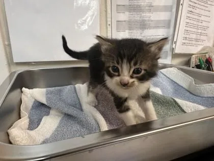 A baby small-sized male Domestic Short Hair cat named Mert for adoption in Roseville, CA