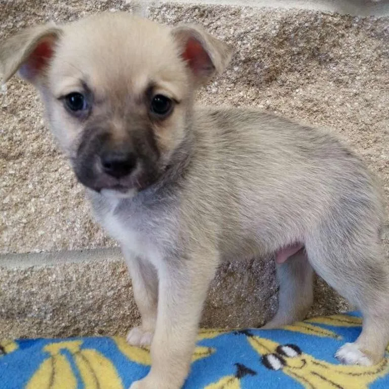 A baby small-sized male Yellow / Tan / Blond / Fawn Terrier dog named Timber for adoption in Beaumont, TX