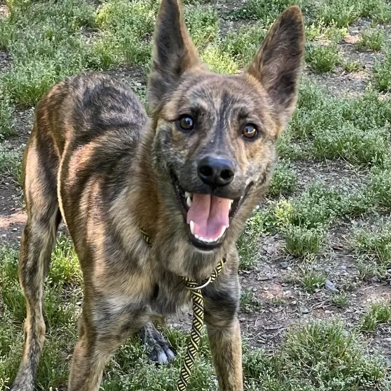 An adult medium-sized male Brindle Mixed Breed dog named Jack for adoption in Greensboro, NC
