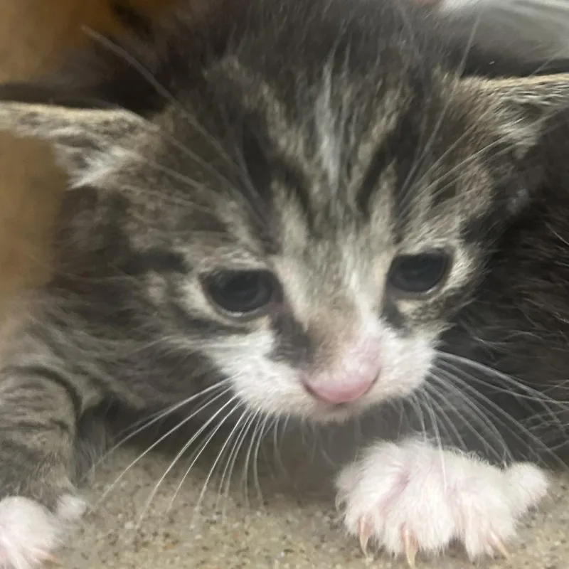 A baby small-sized male Gray / Blue / Silver Domestic Short Hair cat named Mint for adoption in Philadelphia, PA
