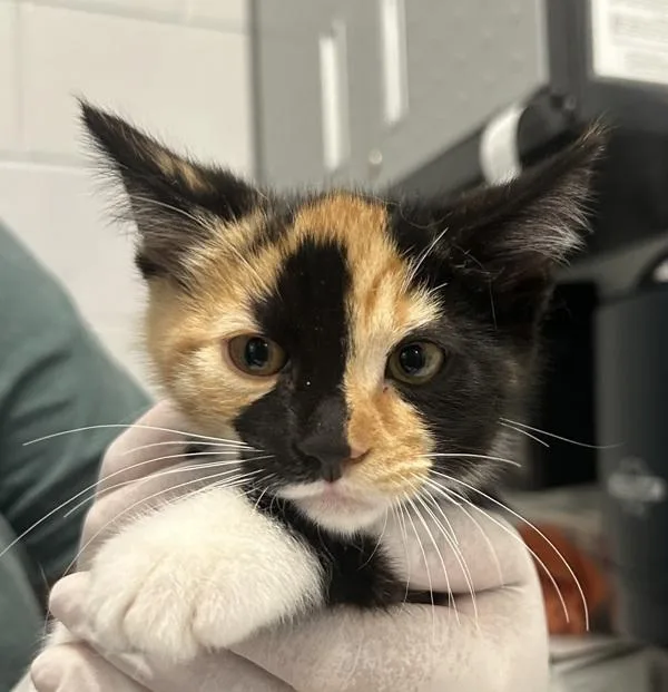 A baby small-sized female Domestic Short Hair cat named Rogue for adoption in Golden, CO
