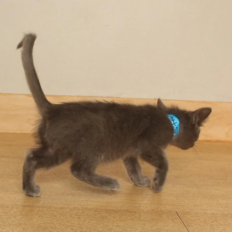 A baby small-sized male Gray / Blue / Silver Domestic Short Hair cat named Steel Venom C for adoption in Minnetonka, MN