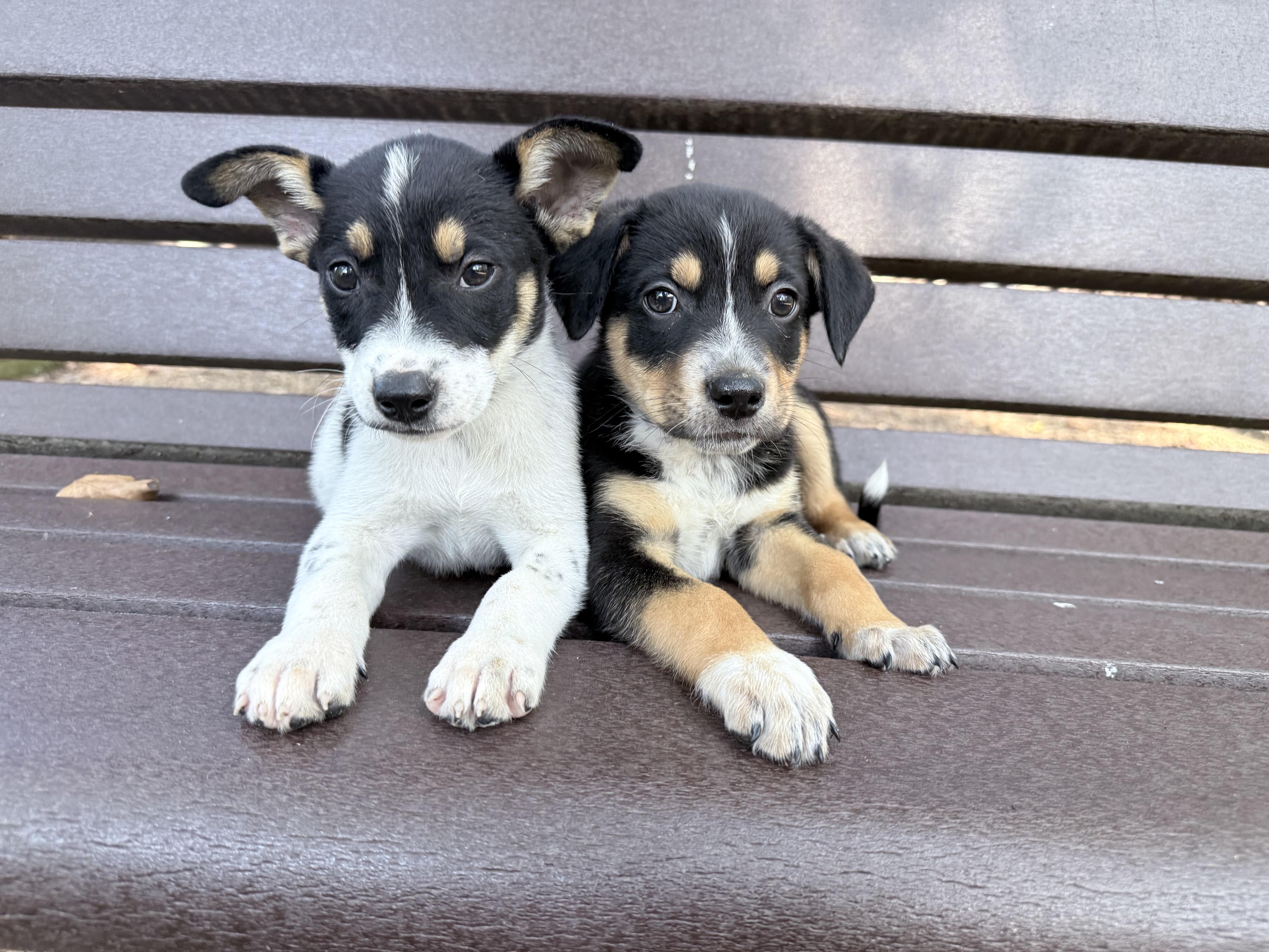 A baby medium-sized male Beagle dog named Clyde for adoption in Fairfax, VA