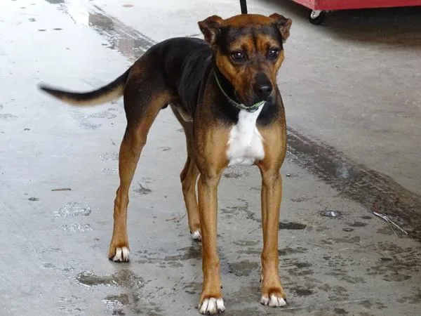 An adult medium-sized male Labrador Retriever dog named Pen  Buck for adoption in Lawrenceville, GA