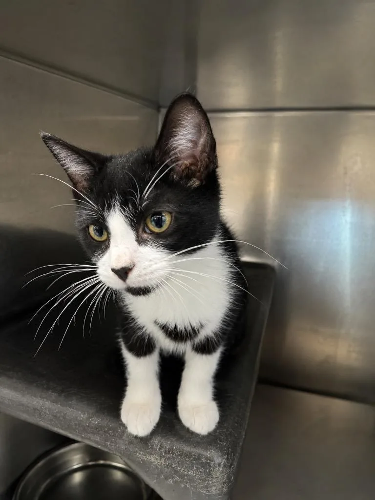 A baby medium-sized female Domestic Short Hair cat named Sydonia for adoption in Fort Lupton, CO
