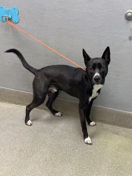 A young small-sized male Pit Bull Terrier dog named Dio for adoption in Las Vegas, NV