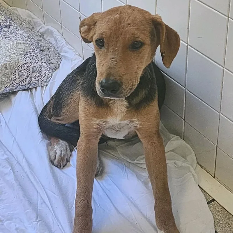 A young medium-sized female Yellow / Tan / Blond / Fawn Mixed Breed dog named Molly for adoption in Charleston, WV