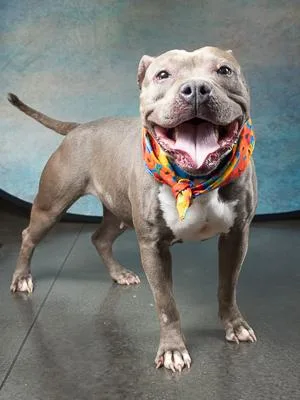A senior large-sized female Pit Bull Terrier dog named Shakira for adoption in Atlanta, GA