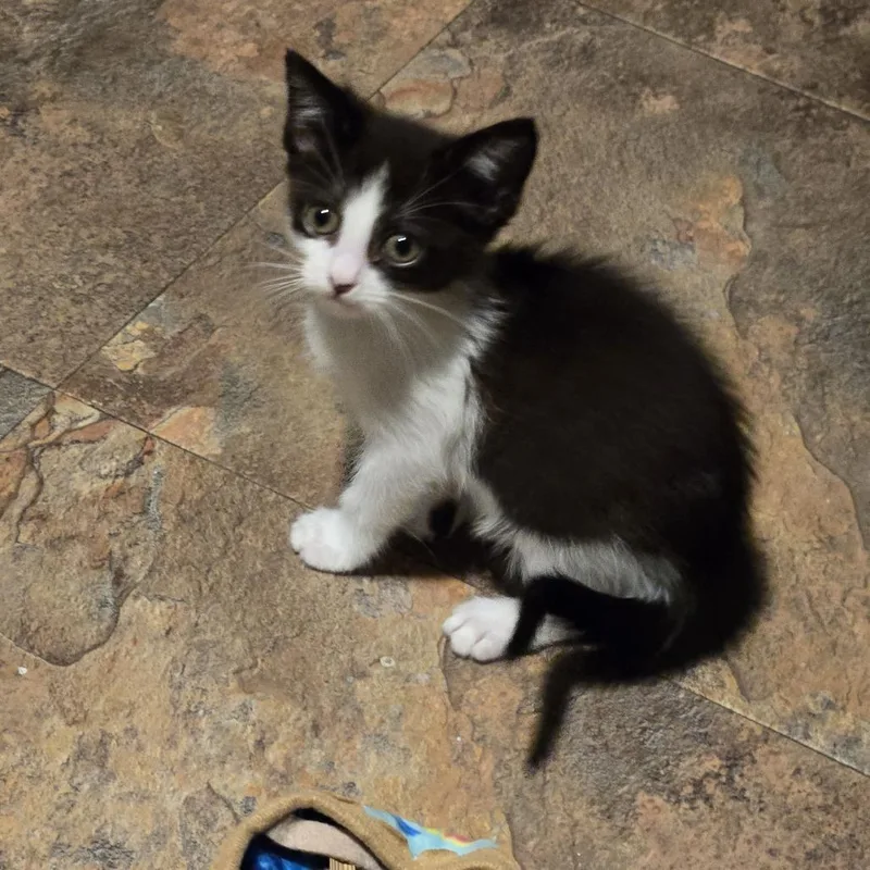 A baby small-sized female Black Domestic Short Hair cat named Cecilia for adoption in San Antonio, TX