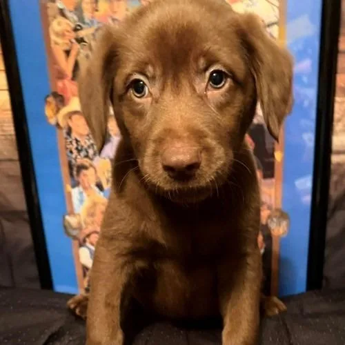 A baby medium-sized female Apricot / Beige Labrador Retriever dog named Leann for adoption in Normal, IL